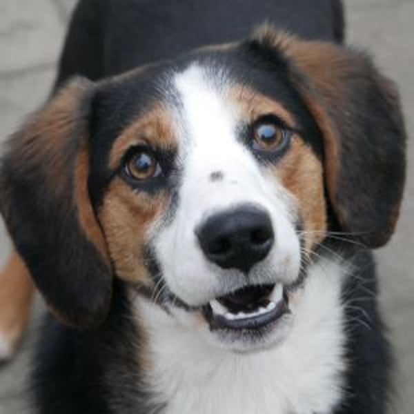 Anelina - Hero Image