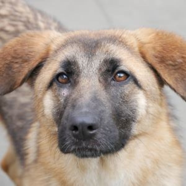 Avelina - Hero Image