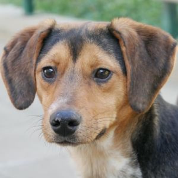 Dolores - Hero Image