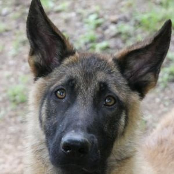 Grizley - Hero Image