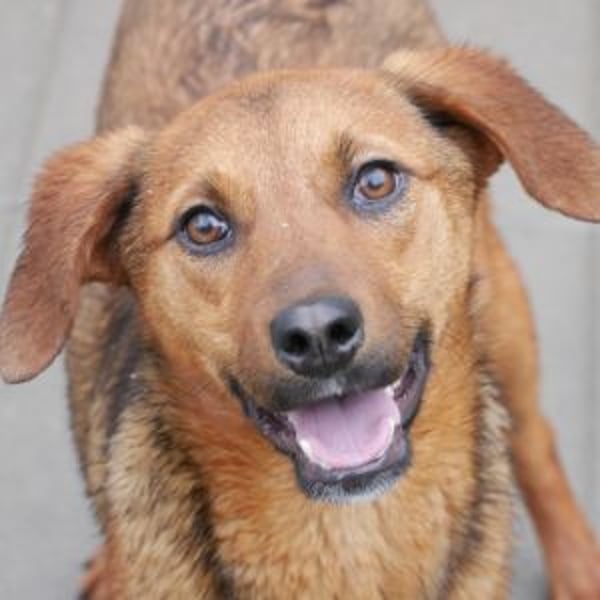 Mery Joy - Hero Image