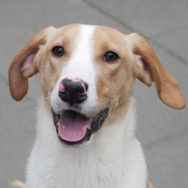 Pinchie - Hero Image