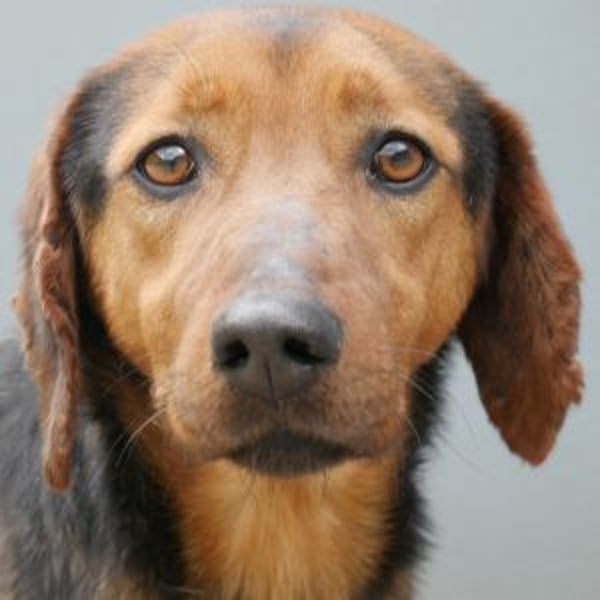 Stanley - Hero Image