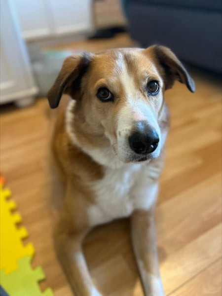 Sammy - Hero Image
