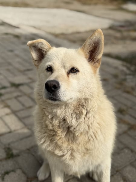 Ellie - Hero Image