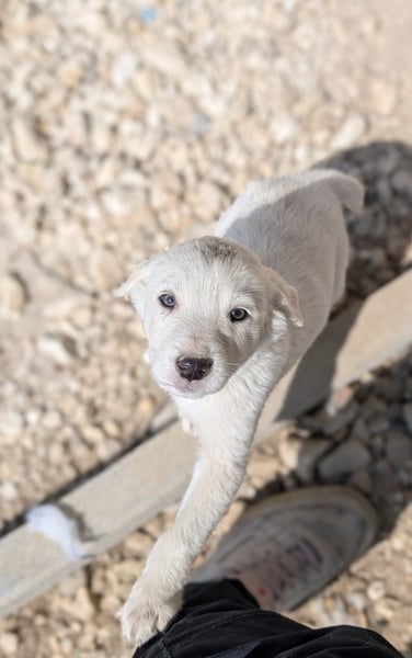 Hachiko - Hero Image