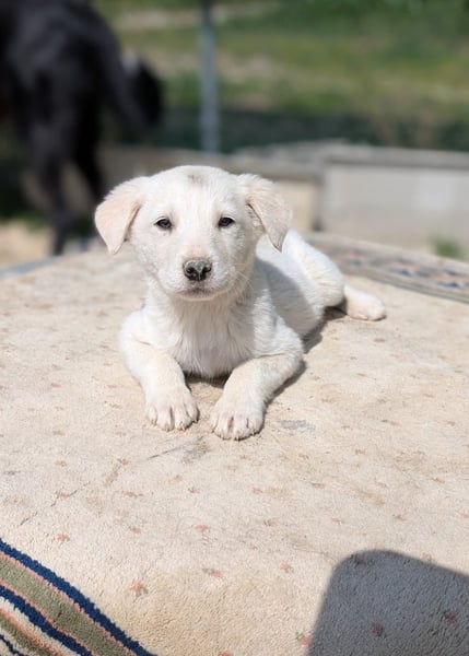 Marlene - Hero Image