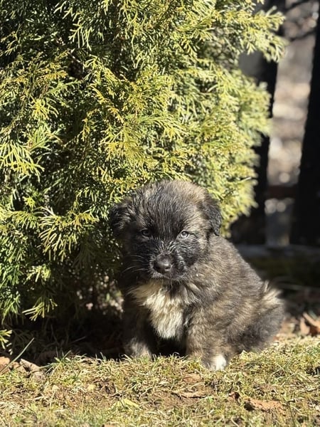 Roberto - Hero Image