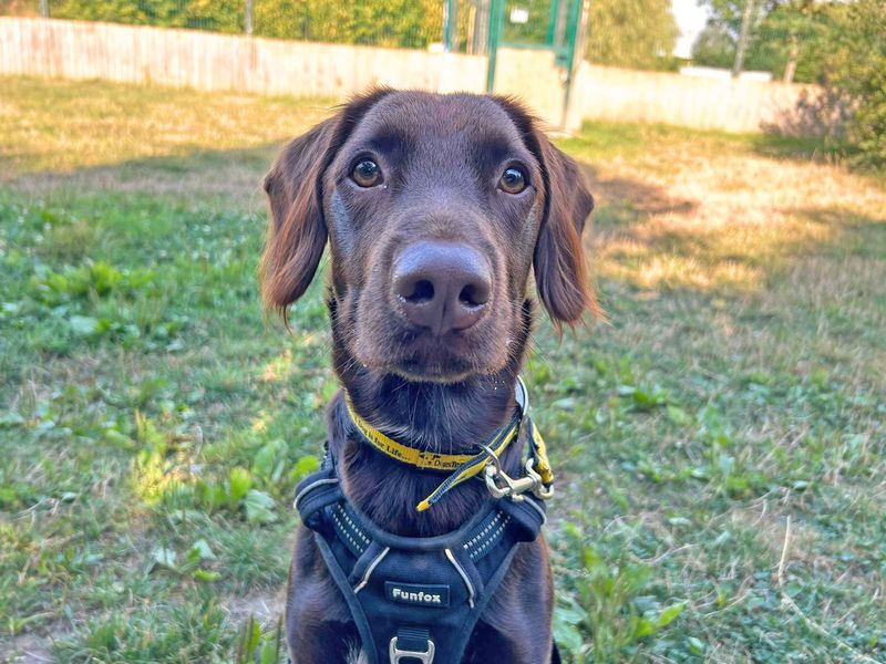 Andy Pandy Pudding and Pie - Hero Image