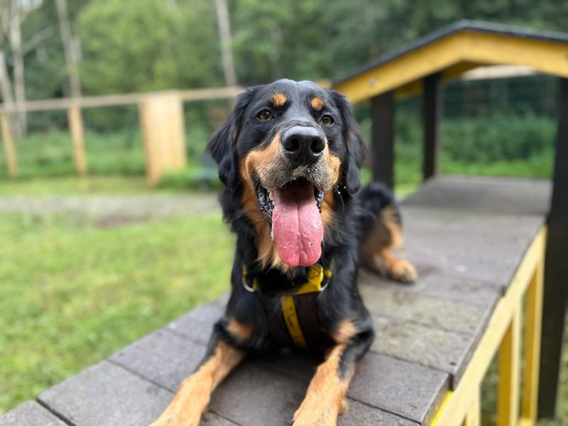 Bailey - Hero Image