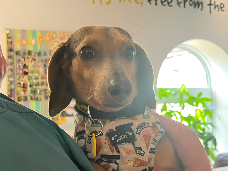 Bailey - Hero Image