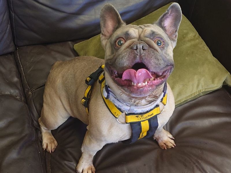 Balou - Hero Image