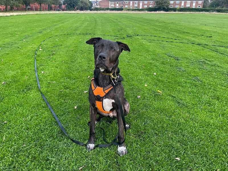 Baxter - Hero Image