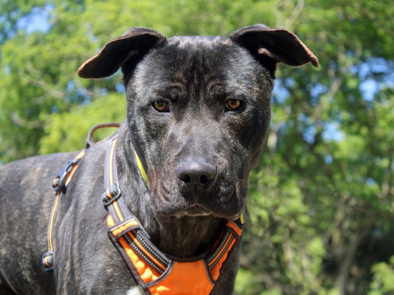 Baxter - Hero Image