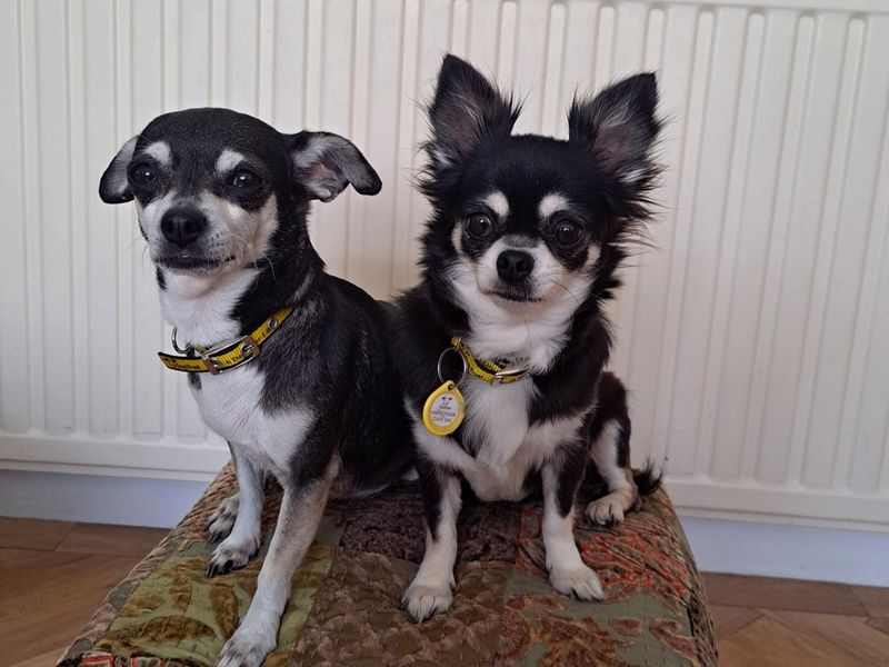 Bella & Poppy - Hero Image