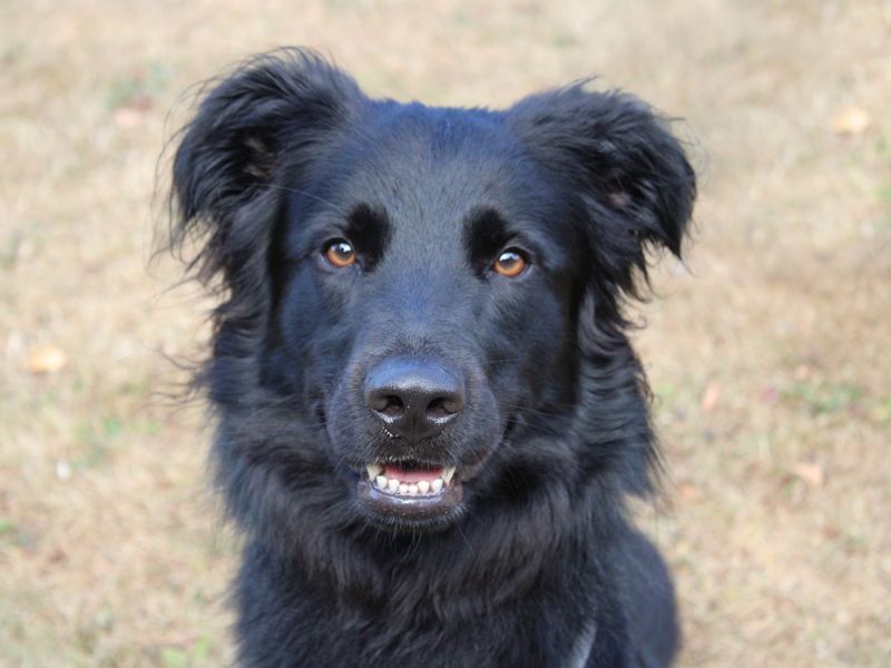 Benji - Hero Image