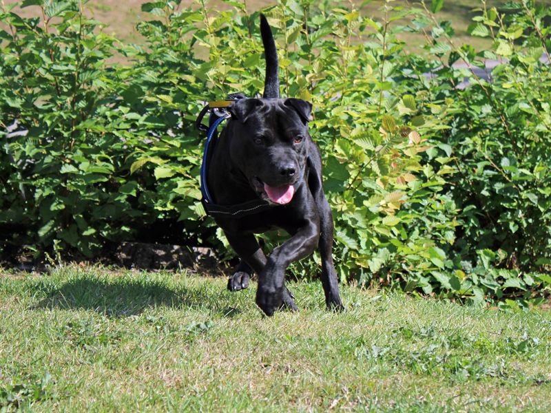 Benji - Hero Image
