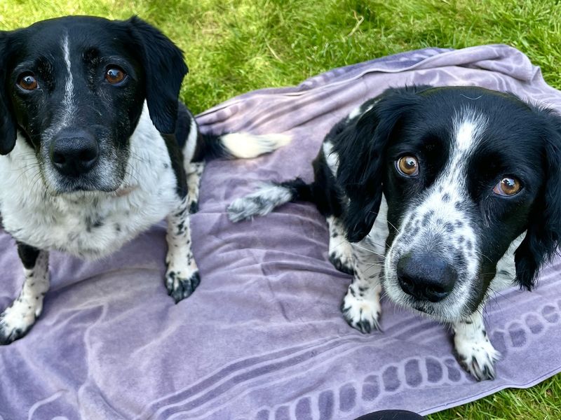 Bertie & Nickey - Hero Image