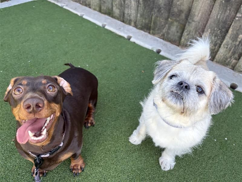 Betty, Doris & Fable - Hero Image