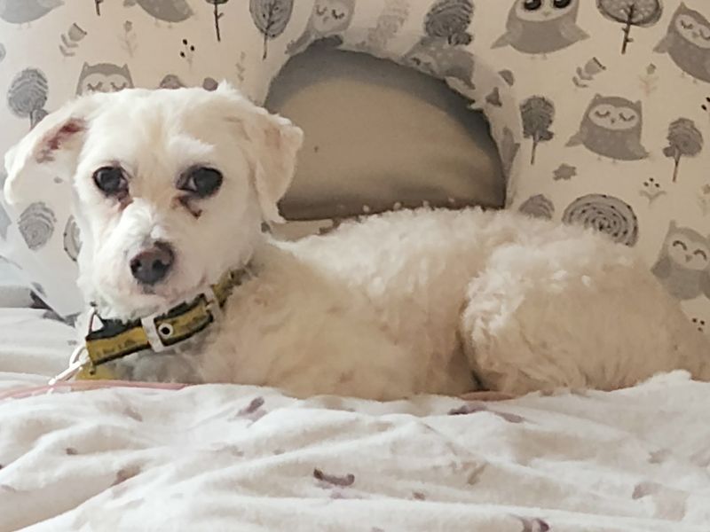 Bluebell - Hero Image