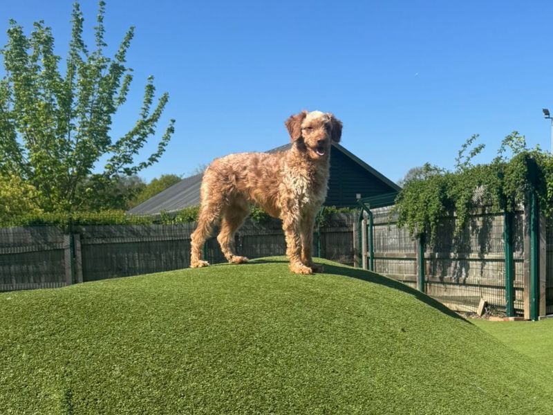 Bob Marley - Hero Image