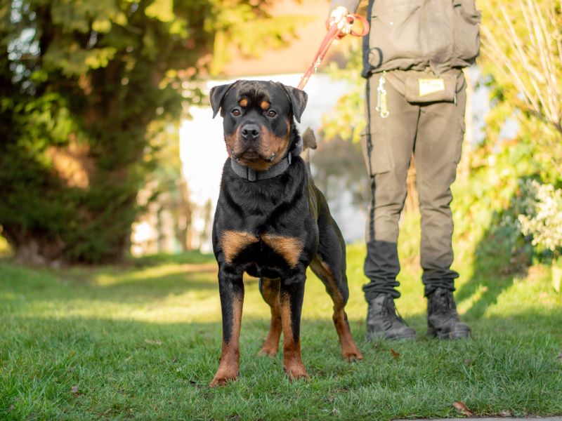 Bosco - Hero Image