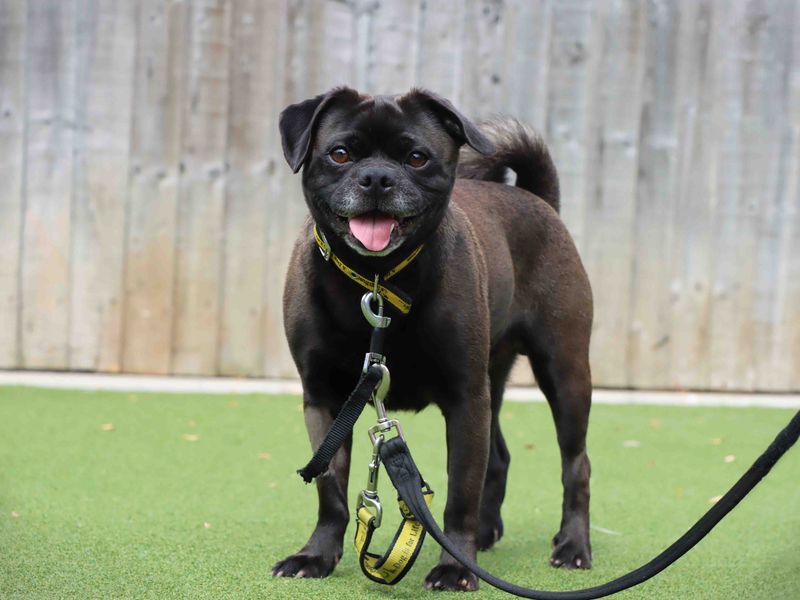 Bosley - Hero Image