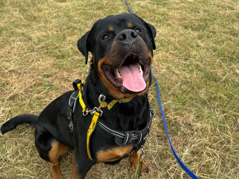 Branston - Hero Image