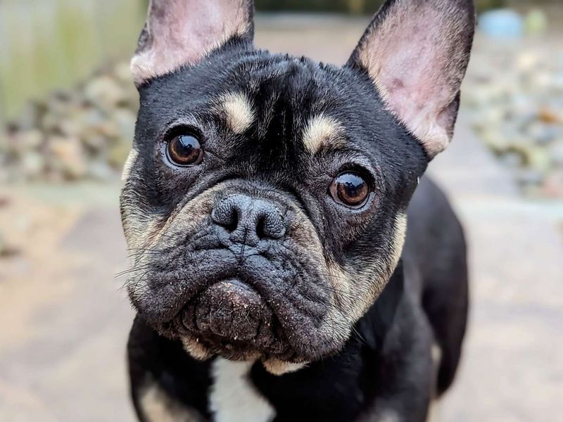 Bruno - Hero Image