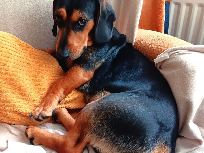 Bruno - Hero Image