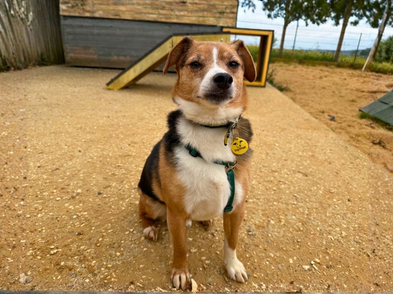 Buddy - Hero Image