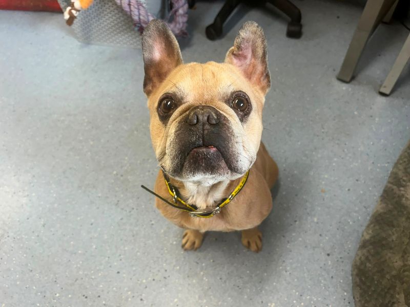 Bugsy - Hero Image