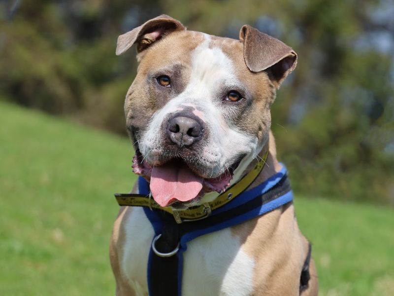 Buster - Hero Image