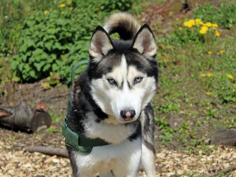Diesel - Hero Image