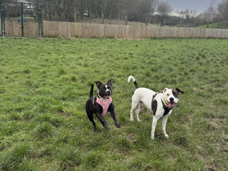 Dixie and Jax - Hero Image