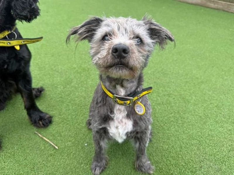 Django & Lola - Hero Image