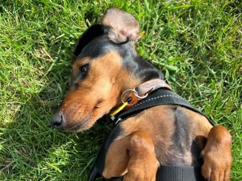 Dolly Daxi - Hero Image