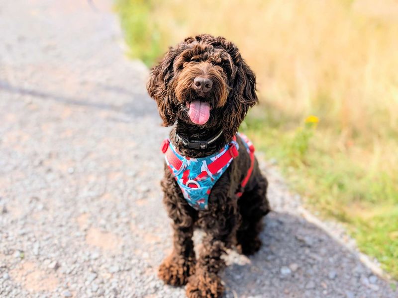 Dougie - Hero Image