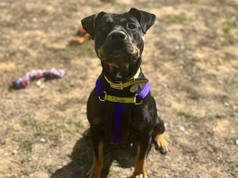 Duchess - Hero Image