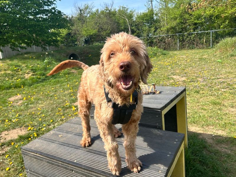 Eddie Doodle - Hero Image