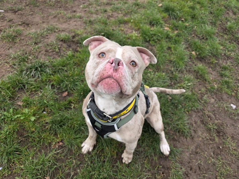 Fennec Fox - Hero Image