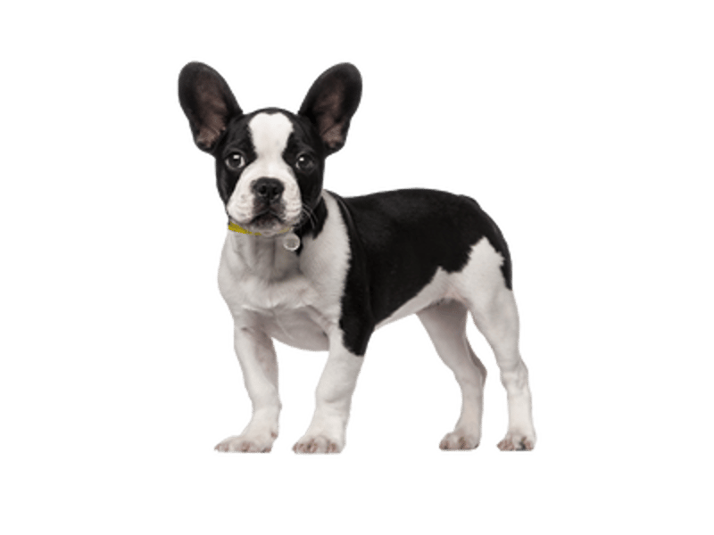 Bruce - Hero Image