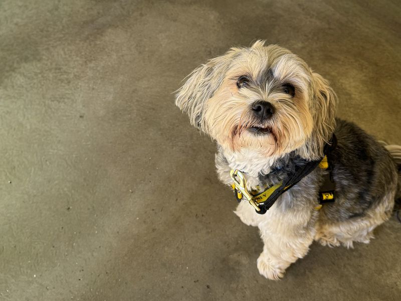 Gizmo - Hero Image