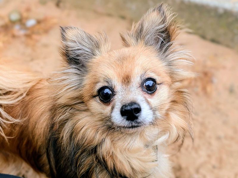 Gizmo - Hero Image