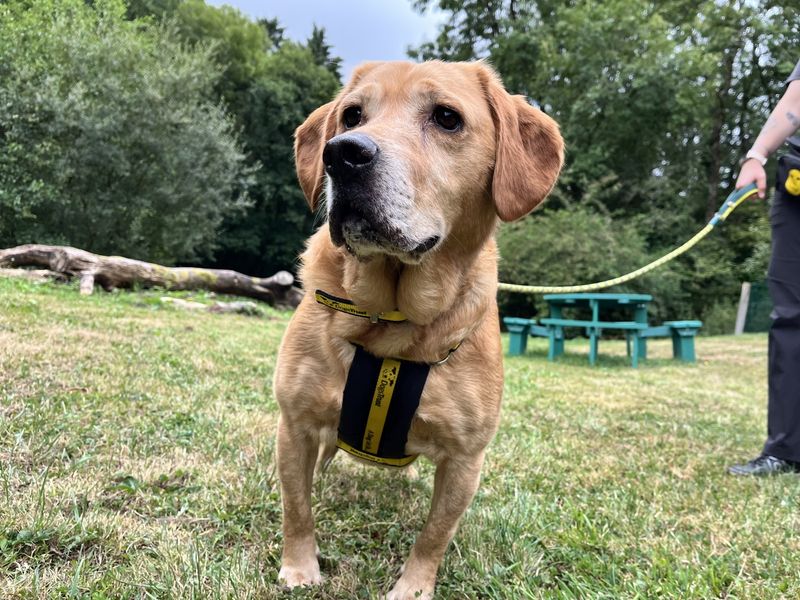 Goldie - Hero Image