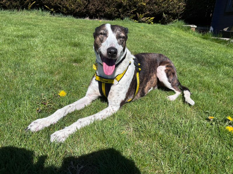 Lassie Longlegs - Hero Image