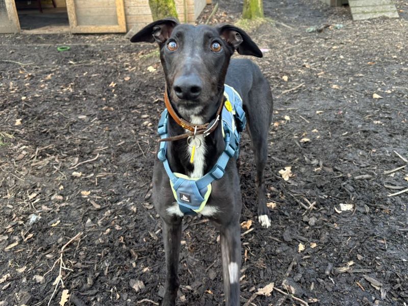 Layton Longlegs - Hero Image