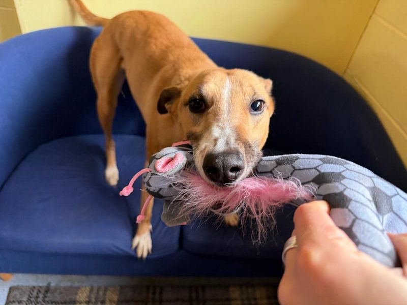 Lelli Longlegs - Hero Image