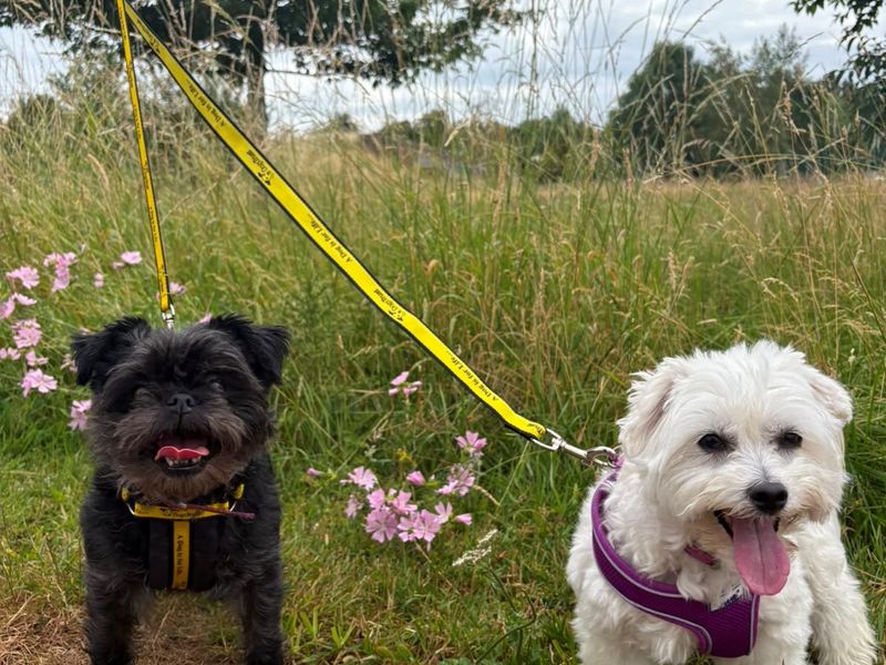 Lily & Lucy - Hero Image