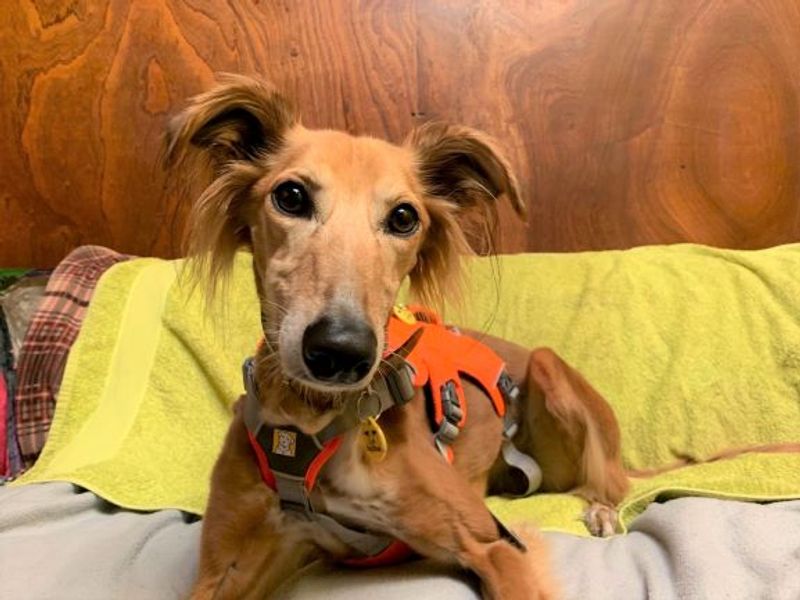 Lizzie Longlegs - Hero Image